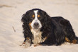 Knochen kauen am Strand
