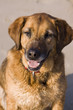 Foto: Hund am Strand Hund am Strand