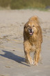 Foto: Spaß am Strand Spaß am Strand