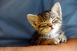 Baby cat portrait