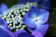 Hydrangea / 紫陽花 堀切菖蒲園沿道 Hydrangea / 紫陽花 堀切菖蒲園沿道