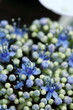 Hydrangea / 紫陽花 堀切菖蒲園沿道 Hydrangea / 紫陽花 堀切菖蒲園沿道