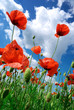 Poppies composition