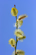 Chaton (Fleur mâle) de saule (Salix sp.) su fond de ciel bleu