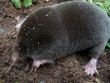 Mole Mole