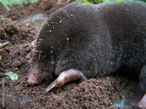 Mole Mole