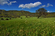 green landscape sardinia
