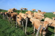 vaches vaches