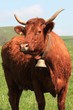 vache vache