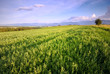 Landscape  - meadow