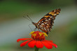 Agraulis vanillae
