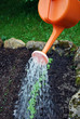 Using watering can in garden
