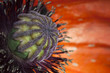 Poppy plant inside