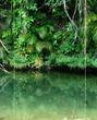Tropical rain forest