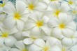 White plumeria background White plumeria background