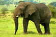 Elephant in the wild