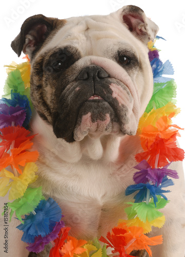 Photo: english bulldog dressed up wearing hawaiian lei.. english bulldog dressed up wearing hawaiian lei..