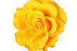 Rose jaune sur fond blanc