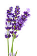 Lavandula Hidcote isolated on white background