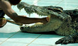 Crocodile