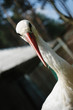 Stork