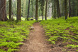 footpath leading through forest