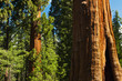 Redwood Trees