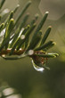 close up of pine branch with water drop
