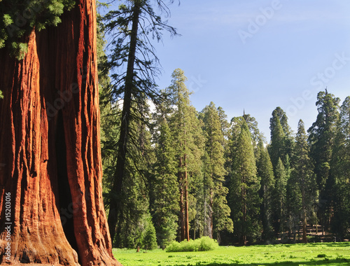 Photo: Sequoia National forest, CA Sequoia National forest, CA