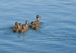 Ducks