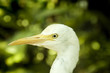 Egret.