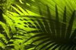 Tropical forest.