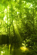Green forest and stream. Green forest and stream.