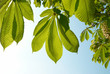 Green leaves of chestnut.