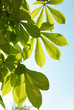 Green leaves of chestnut.