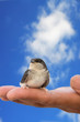 baby bird of a swallow sitting on a hand. Trust to the person.