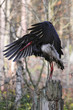 Schwarzstorch
