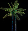Leuchtende Palme