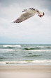 Seagulls at the Baltic sea.