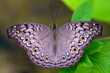 Butterfly sitting on a flower in spring