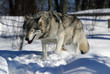 Gray Wolf