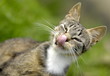 Hungrige Katze Hungrige Katze