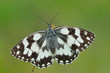 Farfalla Melanargia Galathea