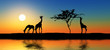 Family of giraffes. Family of giraffes.