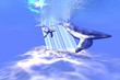 BLUE WHALES