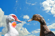 Déclaration d'amour entre deux canards.