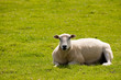 Foto: Schaf Schaf