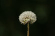 Pusteblume