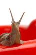Garden snail on red