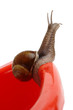 Garden snail looking into the distance